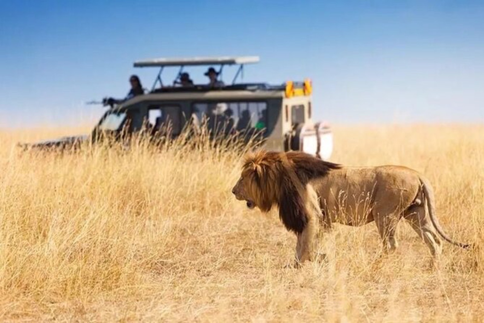 A game drive at sunset